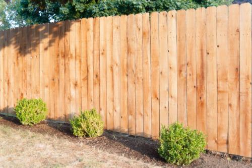 Evening sun shining on a new fence.